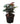 Syngonium Black in 4 Inch  Pot