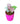 Syngonium Pink in 5 Inch Premium Sphere  Pot (any colour)