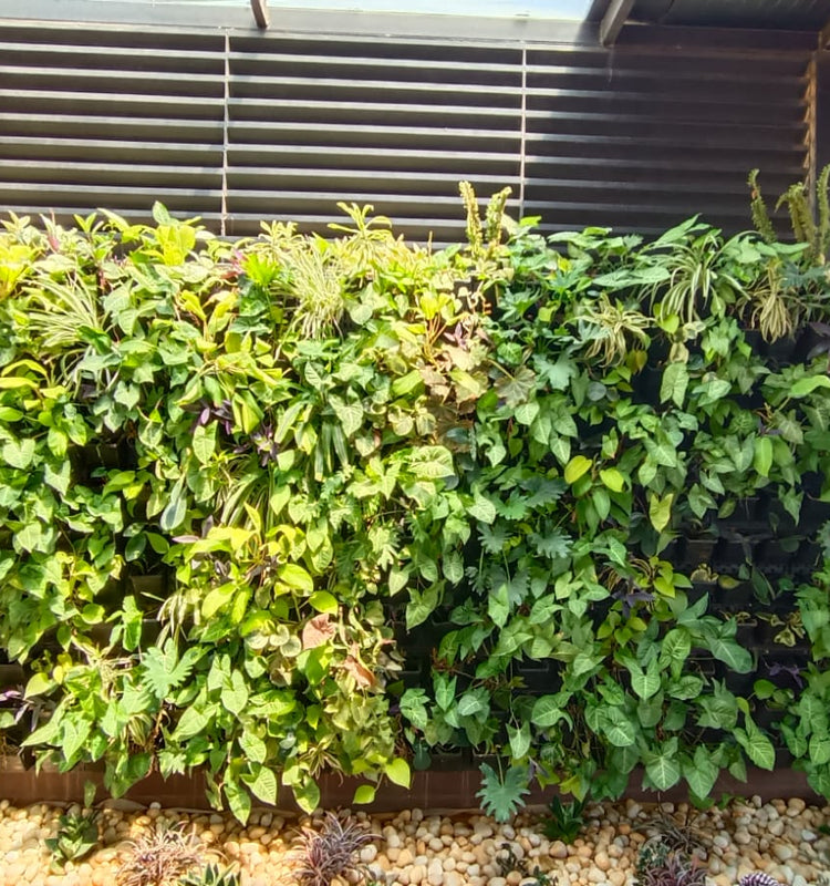 Vertical Garden Services in Bangalore, Indoor/Outdoor Vertical Garden ...